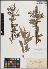 Salix burjatica Nasarow